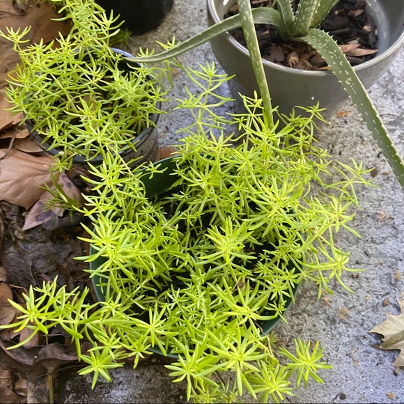 🌱Sedum Angelina Live Rooted Succulent Plant🌱 - Picture 11 of 11